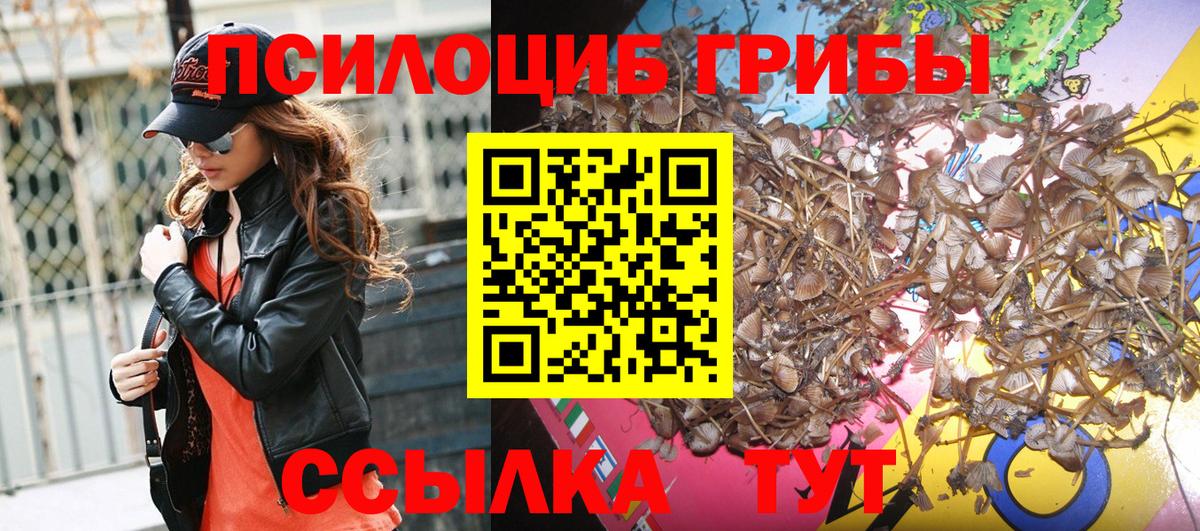 Среднеуральск  Псилоцибиновые грибы мицелий  купить закладку  Вход с VPN  Псилоцибиновые грибы Psilocybe 